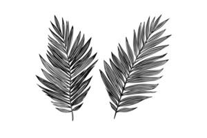 Exotic tropical leaf hand drawn vector. Botanical leaves engraved ink art. photo