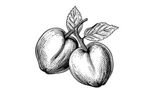 Peach or Apricot fruit hand drawn sketch in engraved style. vector