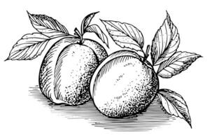 Peach or Apricot fruit hand drawn sketch in engraved style. vector