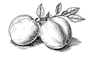 melocotón o albaricoque Fruta mano dibujado bosquejo en grabado estilo. vector