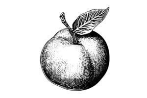 Peach or Apricot fruit hand drawn sketch in engraved style. vector