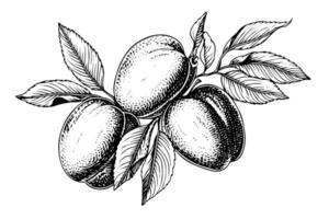 Peach or Apricot fruit hand drawn sketch in engraved style. vector