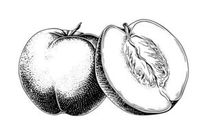 Peach or Apricot fruit hand drawn sketch in engraved style. vector