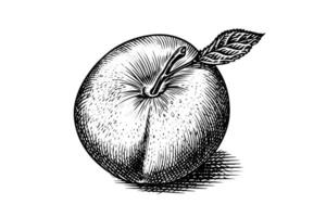 Peach or Apricot fruit hand drawn sketch in engraved style. vector