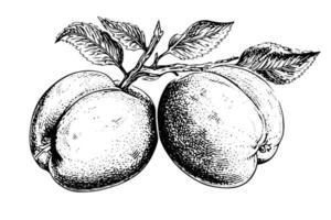 Peach or Apricot fruit hand drawn sketch in engraved style. vector