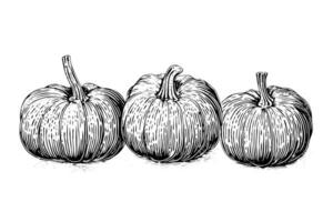 Ink sketch of pumpkin isolated on white background. Hand drawn vector illustration.