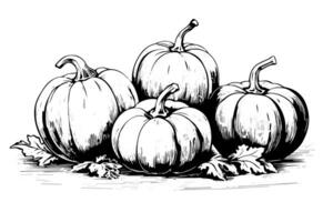 Ink sketch of pumpkin isolated on white background. Hand drawn vector illustration. photo