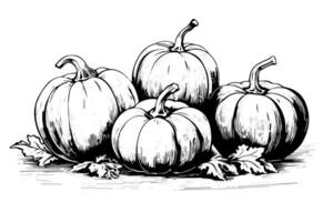 Ink sketch of pumpkin isolated on white background. Hand drawn vector illustration.