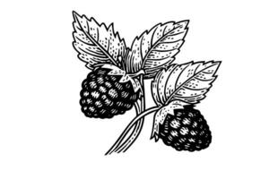 Raspberry branch hand drawing ink sketch. Engraving style vector illustration.