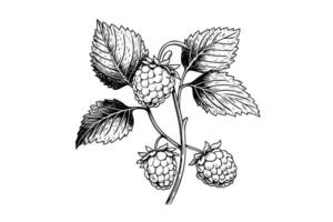 Raspberry branch hand drawing ink sketch. Engraving style vector illustration.