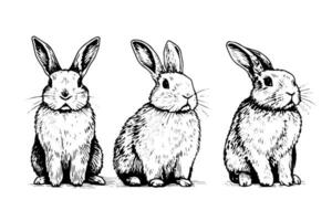 Engraving rabbit on white background .Vector ink sketch illustration. vector