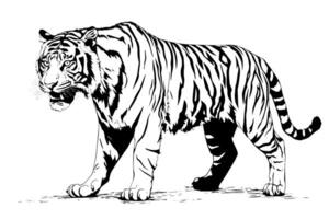 Hand drawn engraving style sketch of a tiger, vector ink illustration.
