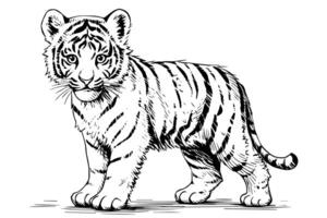 Hand drawn engraving style sketch of a tiger cub, vector ink illustration. photo