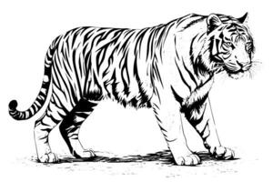 mano dibujado grabado estilo bosquejo de un tigre, vector tinta ilustración. foto