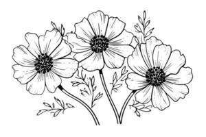 Isolated cosmea vector illustration element. Black and white engraving style ink art.