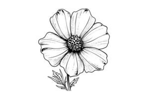 Isolated cosmea vector illustration element. Black and white engraving style ink art.