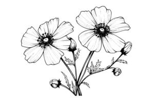 Isolated cosmea vector illustration element. Black and white engraving style ink art.