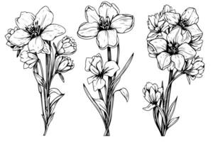 Isolated cosmea vector illustration element. Black and white engraving style ink art.