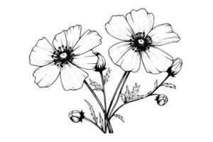 Isolated cosmea vector illustration element. Black and white engraving style ink art. photo