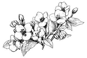 Isolated cosmea vector illustration element. Black and white engraving style ink art. photo