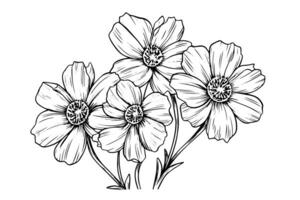 Isolated cosmea vector illustration element. Black and white engraving style ink art. photo