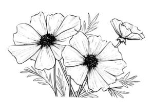 Isolated cosmea vector illustration element. Black and white engraving style ink art.