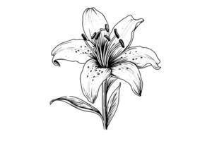 Monochrome black and white bouquet lily isolated on white background. Hand-drawn vector illsutration.