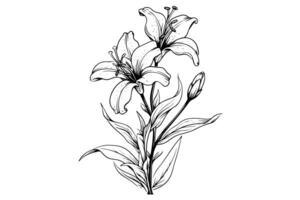 Monochrome black and white bouquet lily isolated on white background. Hand-drawn vector illsutration. photo