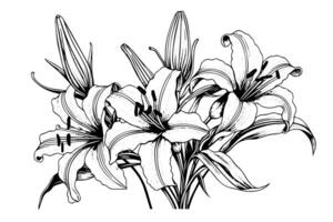 Monochrome black and white bouquet lily isolated on white background. Hand-drawn vector illsutration. photo