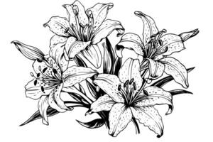monocromo negro y blanco ramo de flores lirio aislado en blanco antecedentes. dibujado a mano vector ilustración foto