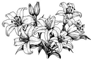 Monochrome black and white bouquet lily isolated on white background. Hand-drawn vector illsutration. photo