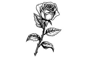 Vintage rose flower engraving calligraphic .Victorian style tattoo vector illustration photo