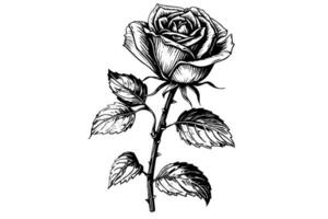 Clásico Rosa flor grabado caligráfico .victoriano estilo tatuaje vector ilustración
