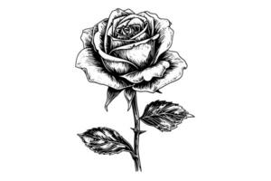 Clásico Rosa flor grabado caligráfico .victoriano estilo tatuaje vector ilustración