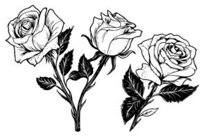 Vintage rose flower engraving calligraphic .Victorian style tattoo vector illustration photo