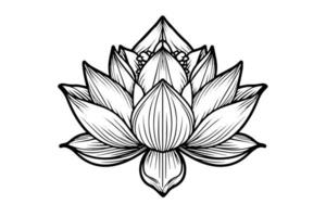 A lotus lily water flower in a vintage woodcut engraved etching style vector illustration.