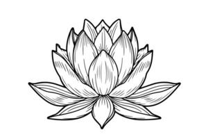 A lotus lily water flower in a vintage woodcut engraved etching style vector illustration.