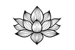 A lotus lily water flower in a vintage woodcut engraved etching style vector illustration. photo