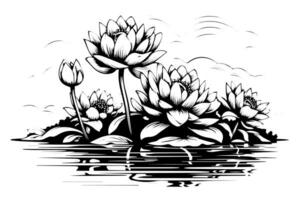 A lotus lily water flower in a vintage woodcut engraved etching style vector illustration.