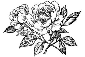 Peony flower and leaves drawing. Vector hand drawn engraved ink illustration