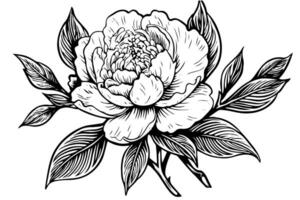 Peony flower and leaves drawing. Vector hand drawn engraved ink illustration