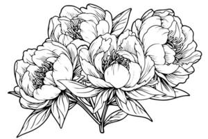 Peony flower and leaves drawing. Vector hand drawn engraved ink illustration