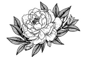 Peony flower and leaves drawing. Vector hand drawn engraved ink illustration