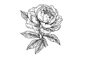 Peony flower and leaves drawing. Vector hand drawn engraved ink illustration photo