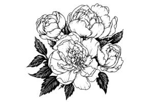 Peony flower and leaves drawing. Vector hand drawn engraved ink illustration photo