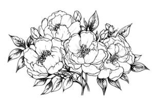 Peony flower and leaves drawing. Vector hand drawn engraved ink illustration