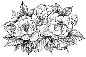 Peony flower and leaves drawing. Vector hand drawn engraved ink illustration photo