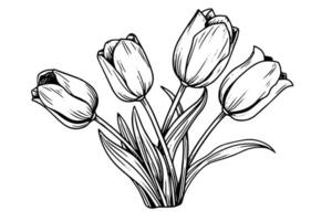 Hand drawn art of tulips branches. Flower isolated on white background. Vintage vector illustration