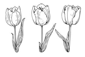 Hand drawn art of tulips branches. Flower isolated on white background. Vintage vector illustration photo