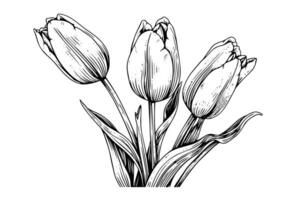 Hand drawn art of tulips branches. Flower isolated on white background. Vintage vector illustration